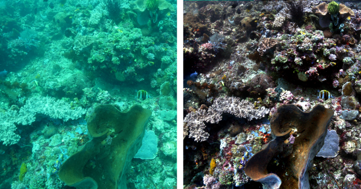 New Algorithm Removes Underwater Distortions for Clear Colorful Pictures New Algorithm Removes Underwater Distortions for Clear Colorful Pictures