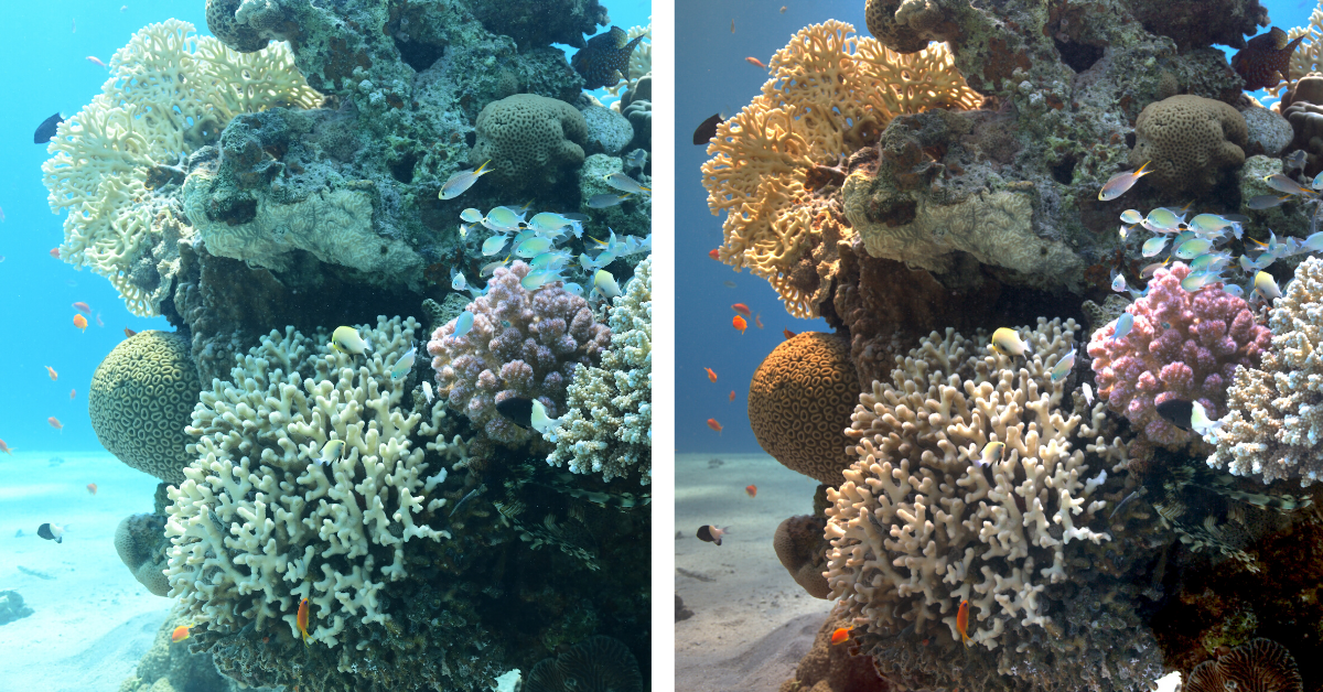 New Algorithm Removes Underwater Distortions for Clear Colorful Pictures New Algorithm Removes Underwater Distortions for Clear Colorful Pictures
