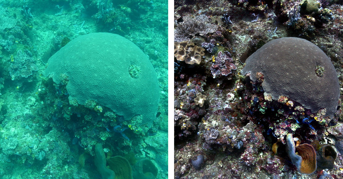 New Algorithm Removes Underwater Distortions for Clear Colorful Pictures New Algorithm Removes Underwater Distortions for Clear Colorful Pictures