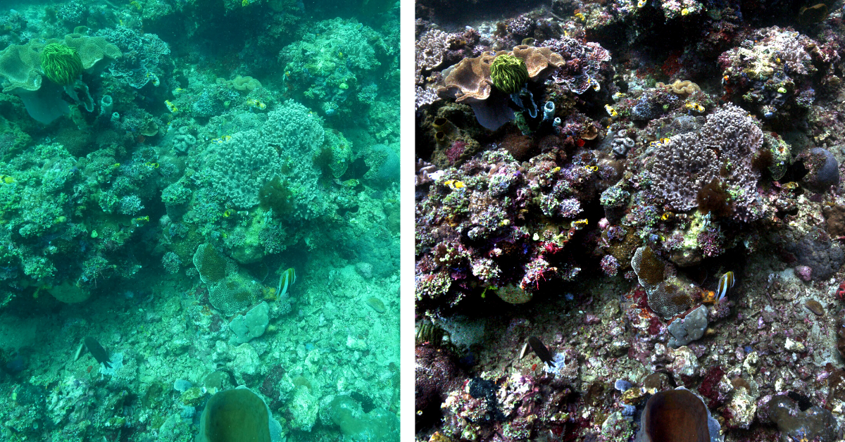 New Algorithm Removes Underwater Distortions for Clear Colorful Pictures New Algorithm Removes Underwater Distortions for Clear Colorful Pictures