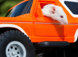 Researchers Train Rats to Drive a Make-Shift Tiny Car