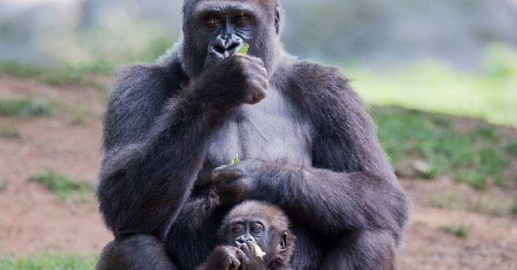 Fathers' Help Linked To Bigger Brains In Offspring