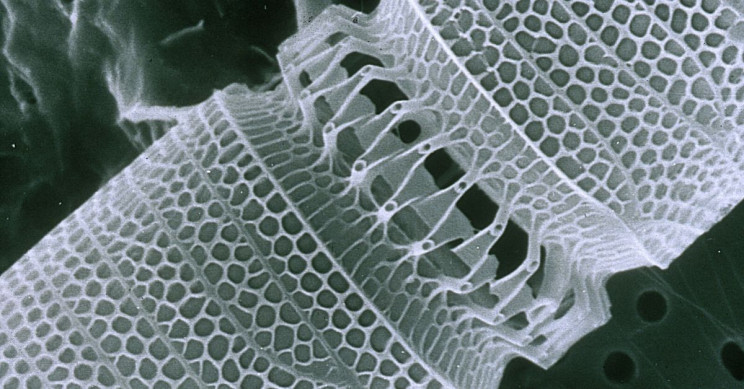 infinite tech growth nanobots