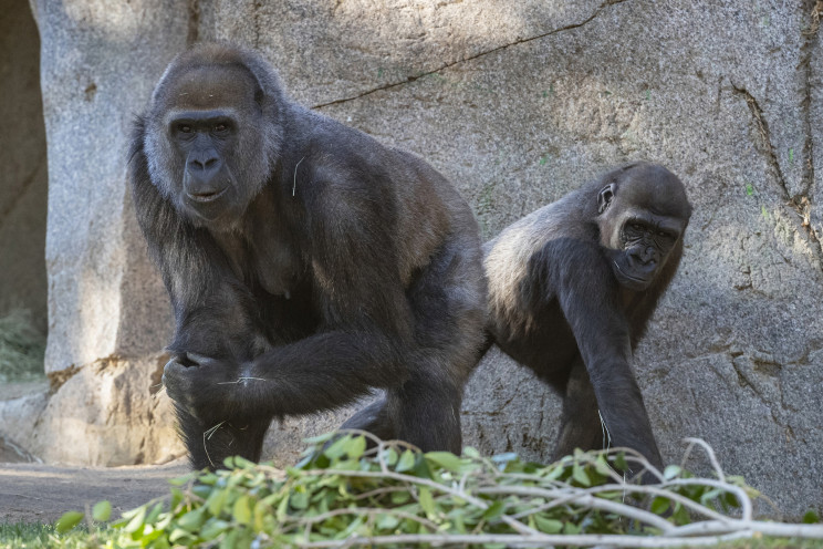 Gorillas in San Diego Zoo on the Mend after Catching COVID-19 Gorillas in San Diego Zoo on the Mend after Catching COVID-19
