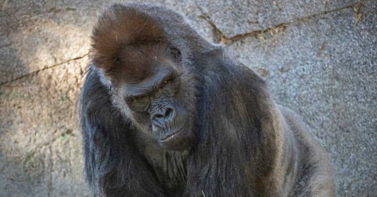 Gorillas in San Diego Zoo on the Mend after Catching COVID-19