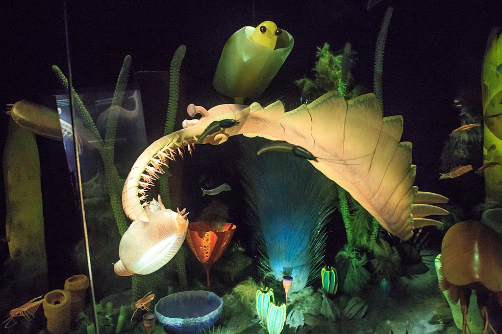 cambrian explosion anomalocaris