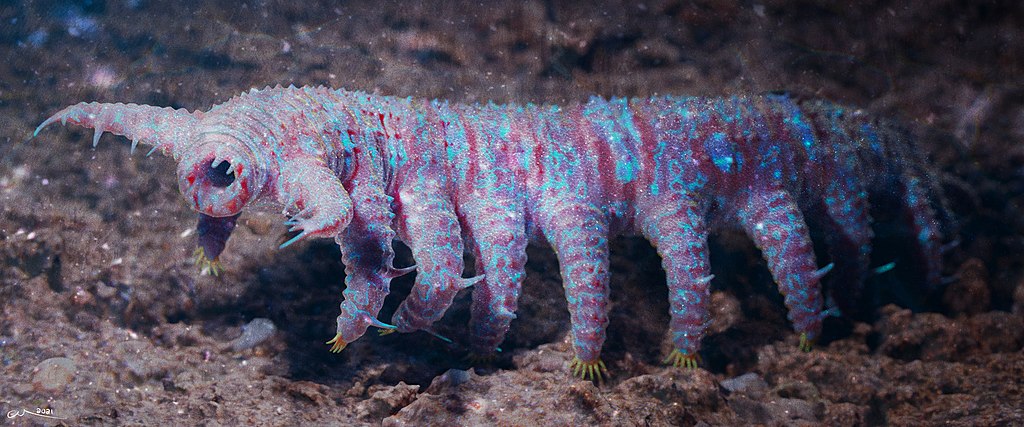 cambrian explosion Aysheaia