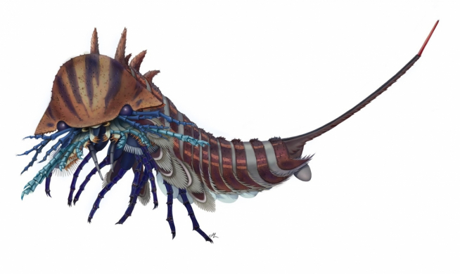 cambrian explosion Habelia