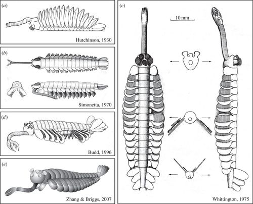 cambrian explosion opabinia