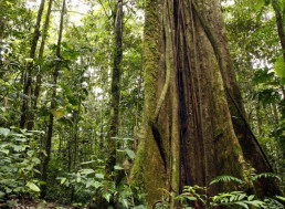 Researchers Find Tallest Tree in the Amazon