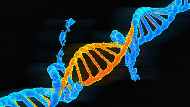 The ultimate human lifespan? Mammals may share the same boat