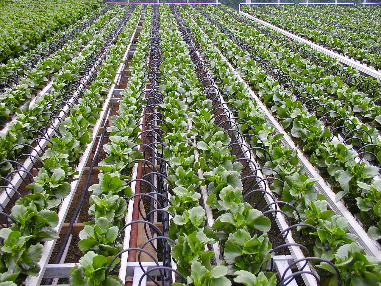 Drip Irrigation Drip Irrigation