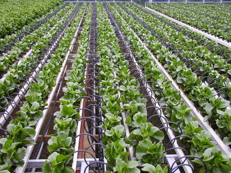 Drip Irrigation Drip Irrigation