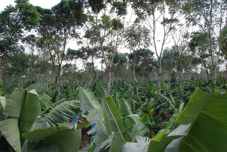 Tree Plantation Tree Plantation