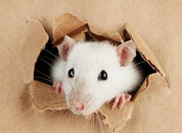 Aging Delayed in Older Mice Given Blood Enzyme from Young Mice