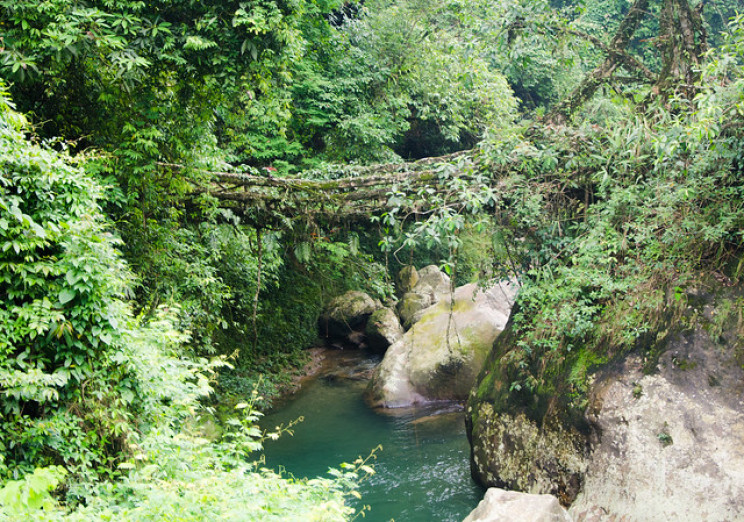 Researchers Pinpoint Rainforest Regrowth Hotspots to Fight Climate Change