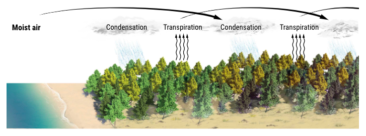 Theory Claims That Forests Not Only Create Rain but Also Wind Theory Claims That Forests Not Only Create Rain but Also Wind