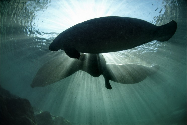 Marine Mammal Protection Marine Mammal Protection