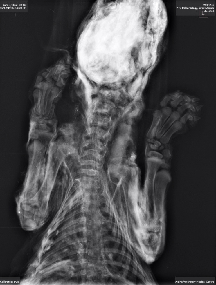 Gold Miner Finds 57,000-Year-Old Wolf Pup in Yukon Permafrost Gold Miner Finds 57,000-Year-Old Wolf Pup in Yukon Permafrost