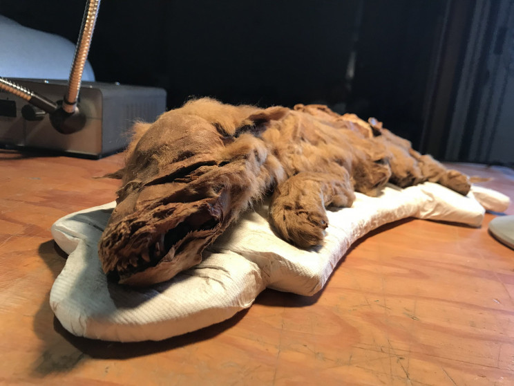 Gold Miner Finds 57,000-Year-Old Wolf Pup in Yukon Permafrost Gold Miner Finds 57,000-Year-Old Wolf Pup in Yukon Permafrost