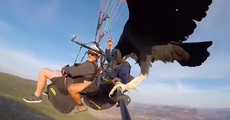 Vulture Grabs a Ride on Paraglider’s Selfie Stick Mid-Flight