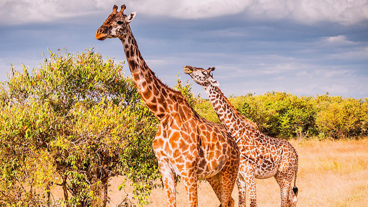 A Gene Mutation in Giraffes Could Help Treat Human Heart Disease