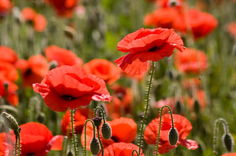 battlefields poppies