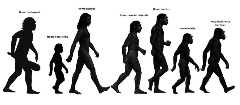 Hominins Hominins