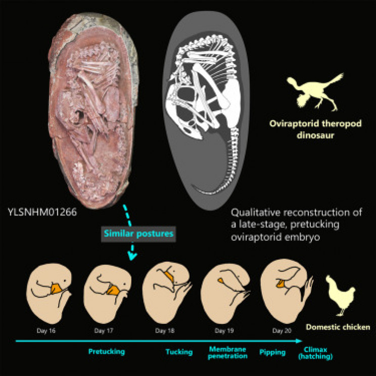 Tucking comparison with a chicken Tucking comparison with a chicken