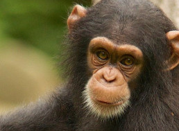 New AI Software Developed for Facial Recognition of Wild Chimpanzees