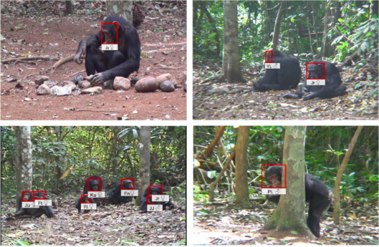 New AI Software Developed for Facial Recognition of Wild Chimpanzees New AI Software Developed for Facial Recognition of Wild Chimpanzees