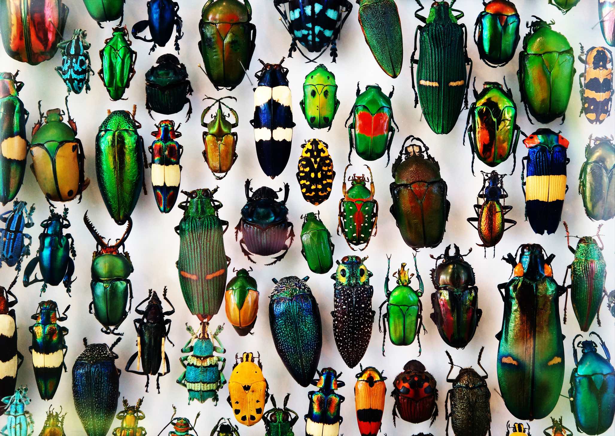 9 Ways to Prevent Biodiversity Loss and What Causes It 9 Ways to Prevent Biodiversity Loss and What Causes It