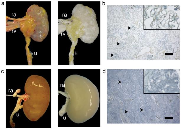 rat kidneys
