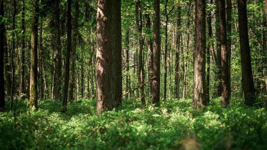 Researchers develop global dataset to plot areas for land-based carbon storage - Vimarsana News