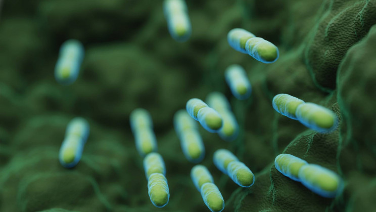 Got a gut feeling? That could be because probiotics help treat depression