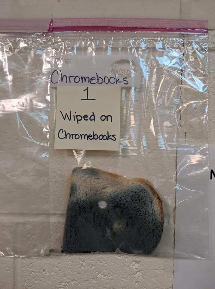White Bread Mold Experiment Teaches the Importance of Washing Hands White Bread Mold Experiment Teaches the Importance of Washing Hands