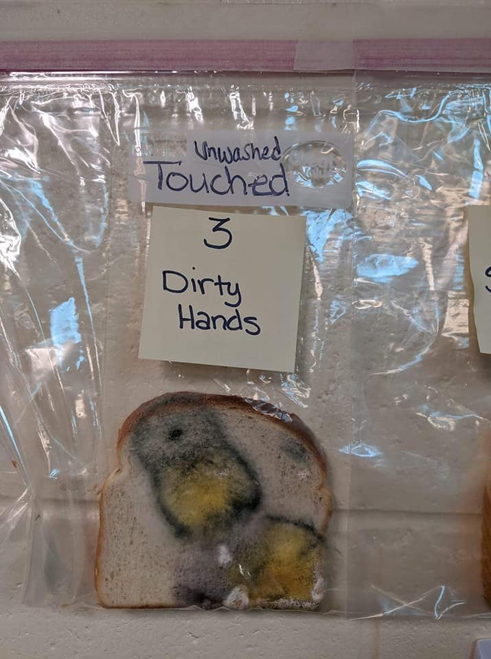 White Bread Mold Experiment Teaches the Importance of Washing Hands White Bread Mold Experiment Teaches the Importance of Washing Hands