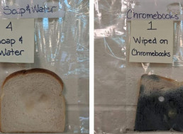 White Bread Mold Experiment Teaches the Importance of Washing Hands