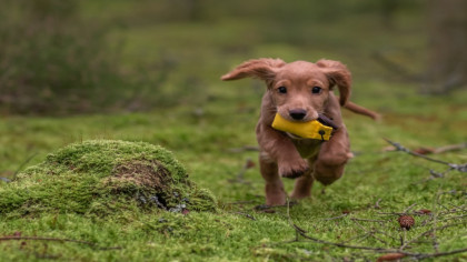 Sniffing It Out: Dogs Increasingly Used to Spot Diseases in Humans