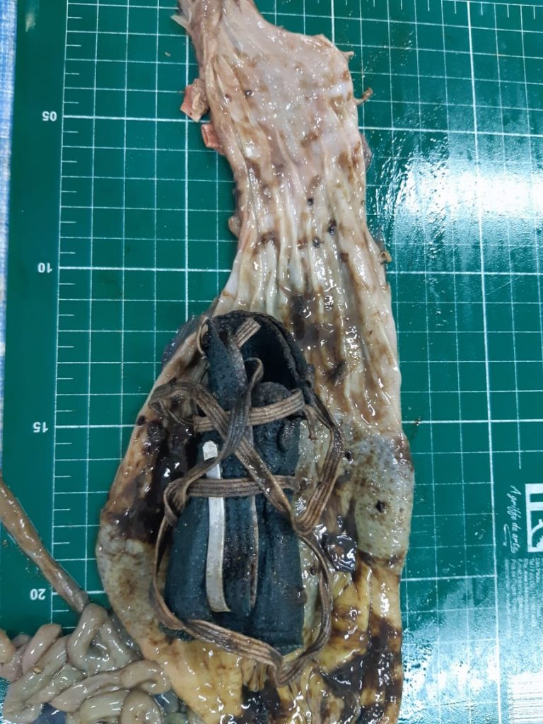 Penguin Found Dead on Beach After Swallowing Face Mask Penguin Found Dead on Beach After Swallowing Face Mask