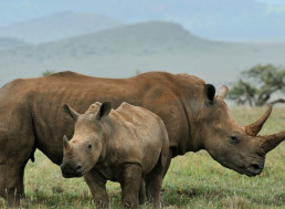 Scientists Plan to Flood Poachers' Market with Fake Rhino Horns