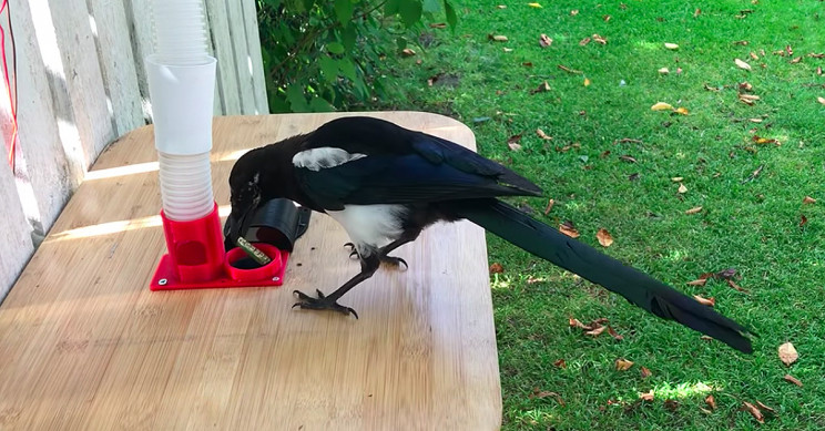 Magpies Trained to Exchange Litter for Food with DIY Bird Feeder