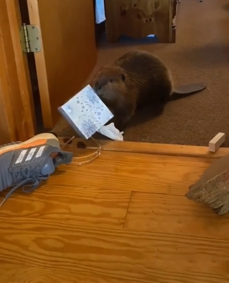 Rescue Beaver Builds Doorway Dams Using Household Items Rescue Beaver Builds Doorway Dams Using Household Items