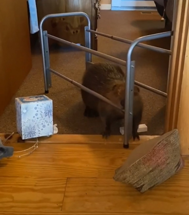 Rescue Beaver Builds Doorway Dams Using Household Items Rescue Beaver Builds Doorway Dams Using Household Items