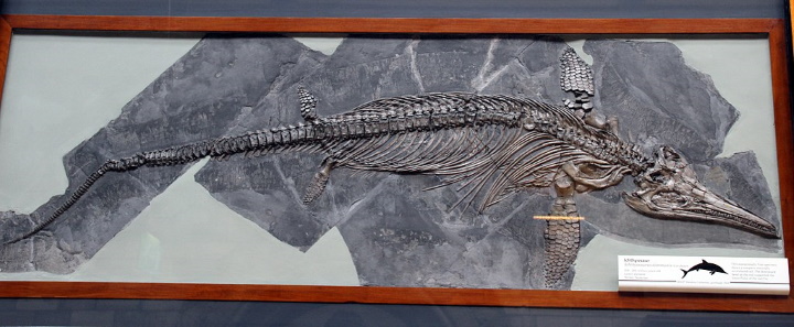 Ichthyosaurus skeleton Ichthyosaurus skeleton