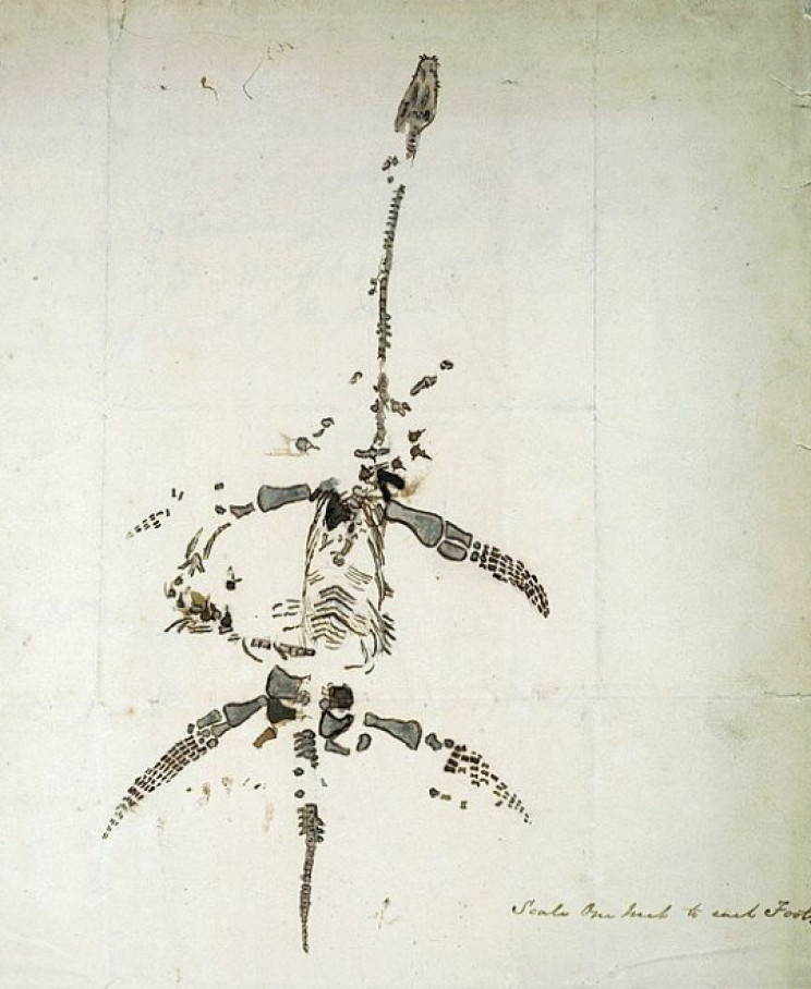 Anning drawing of a plesiosaur Anning drawing of a plesiosaur