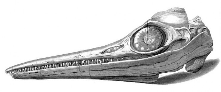Ichthyosaurus skull Ichthyosaurus skull