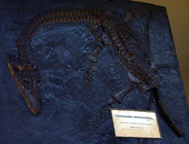 Plesiosaurus fossil found by Mary Anning Plesiosaurus fossil found by Mary Anning
