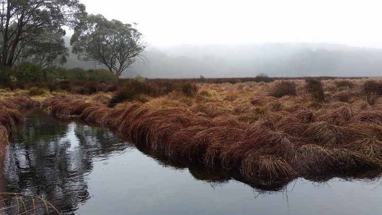 Montane Peatland Montane Peatland
