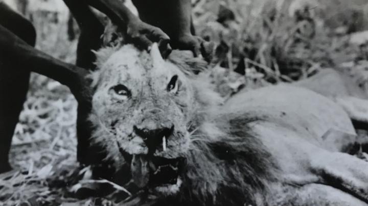 No Pain No Gain: Why Lions Hunt Porcupines Despite Often Losing No Pain No Gain: Why Lions Hunt Porcupines Despite Often Losing